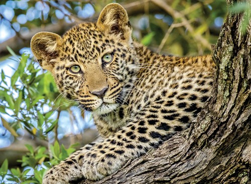 Nathan Durch die Augen des Leoparden - 500 Teile